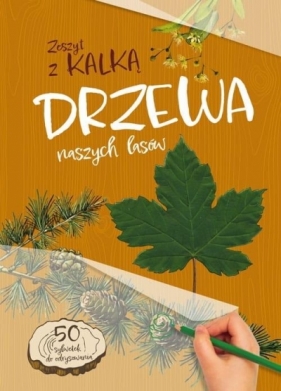 Drzewa naszych lasów. Zeszyt z kalką - Katarzyna Kopiec-Sekieta