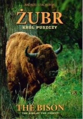 Żubr "Król puszczy" / The Bison "The king of the forest"Wersja polsko-angielska - Stachurski Andrzej