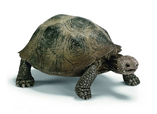 Żółw olbrzymi - 14601