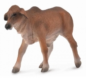 Cielę czerwony brahman S