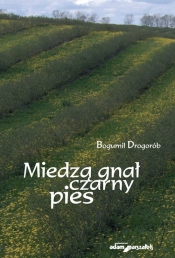 Miedzą gnał czarny pies