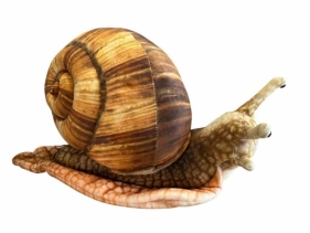 Ślimak 35cm
