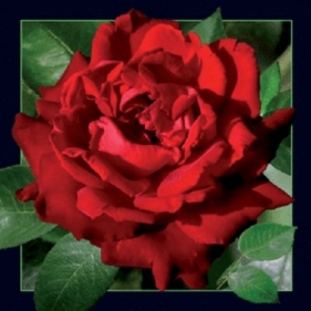 Magnes 3D - Czerwona róża
