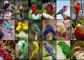 Puzzle 1500 Najpiękniejsze ptaki świata