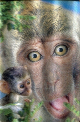Minikartka 3D Makak