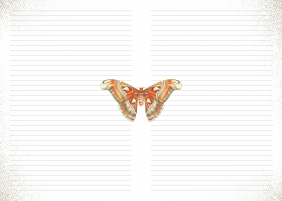 Notatnik - Motyle - Opracowanie zbiorowe