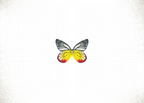 Notatnik - Motyle - Opracowanie zbiorowe