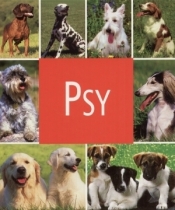 Psy