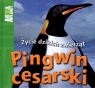 Pingwin cesarski Życie dzikich zwierząt Costain Meredith