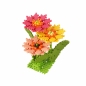 Mini Waffle Garden - Gerbera