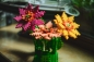 Mini Waffle Garden - Gerbera