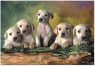 500 EL. Labrador Retrievers