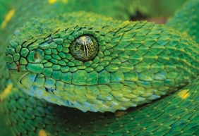 Puzzle 250: Colourful Nature 4 - Snake