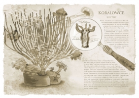 Rafa koralowa - Katarzyna Bajerowicz