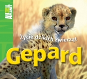 Gepard Życie dzikich zwierząt