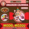 DROMADER Prof. Albert Model Mózgu (00203)