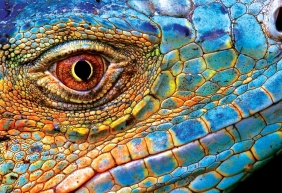 Puzzle 250: Colourful Nature 5 - Lizard
