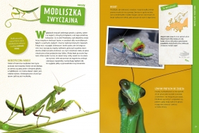 Zwierzęta Europy. Poznaj z nami - Maria Zagnińska