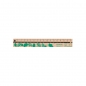 Linijka drewniana 17cm - Greenline, 1 szt