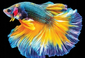 Puzzle 250: Colourful Nature 6 - Fish