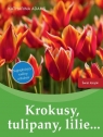 Krokusy, tulipany, lilie? Najpiękniejsze rośliny cebulowe Adams Katharina