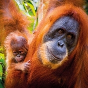 Karnet kwadrat z kopertą Sumatran Orangutan and Baby