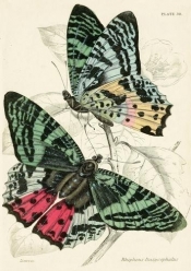 Karnet B6 brokat z kopertą Motyle 1