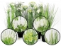 Trawa w doniczce 58cm MIX