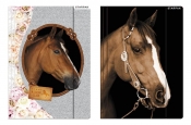 Starpak, teczka z gumką A4 Sweet Horses (298952)