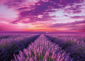 Puzzle High Quality Collection 1000: Lavender Field (39606)