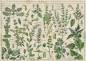 Puzzle 1000: Vintage Nature 1 - Herbs
