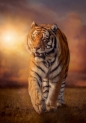 Puzzle High Quality Collection 1500: Tiger (31806)