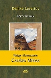 Żółty tulipan