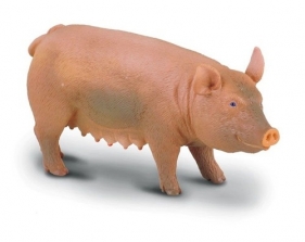 Świnia maciora M