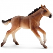 Mustang źrebie - 13807