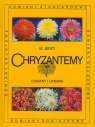Chryzantemy
