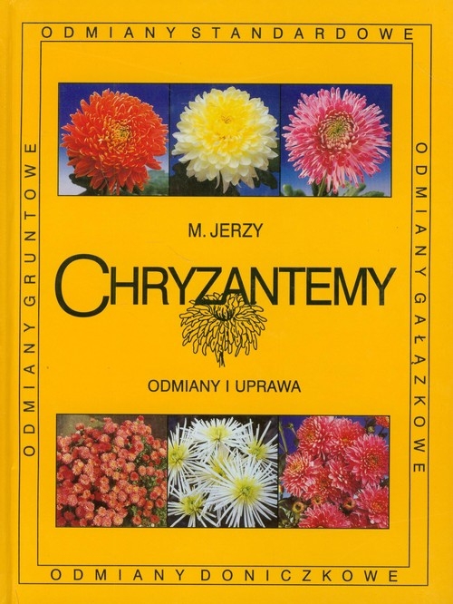 Chryzantemy