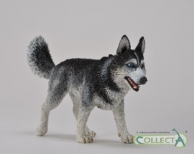 Pies rasy Husky syberyjski (004-88707)