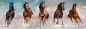 Puzzle High Panorama Quality Collection 1000: Horses (39607)