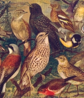 Ściereczka kuchenna Ptaki