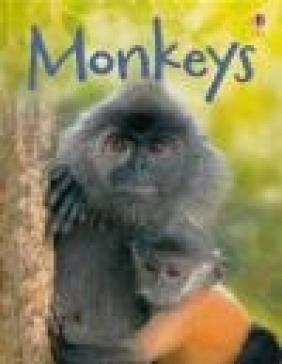 Monkeys Lucy Bowman