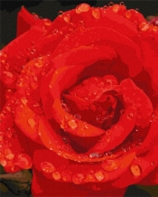 Malowanie po numerach - Róża w diamentach 40x50cm