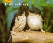 MAŁE SEKRETY - Opracowanie zbiorowe