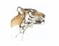 Karnet kwadrat z kopertą Head of a Tiger
