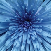 Serwetka CHRYSANTHEMUM DETAIL