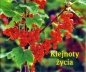 Perełka 143 - Klejnoty życia - Opracowanie zbiorowe