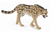 Gepard królewski L