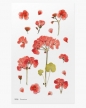 Naklejki ozdobne kwiaty Geranium