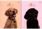 Zeszyt A5 w kratkę, 32 kartki - Puppy Sign, 10 sztuk, mix wzorów