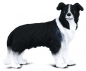 Pies Border Collie (88010)